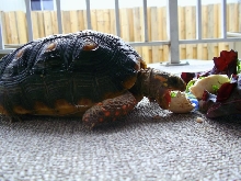 Oogway
