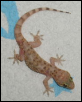 Unknown lizard