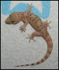 Unknown lizard