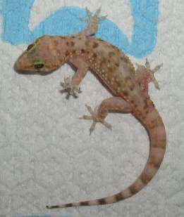 Unknown lizard