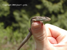 Northern Alligator Lizard
