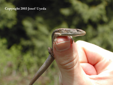 Northern Alligator Lizard