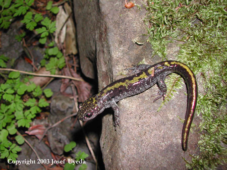 Long-Toed Salamander