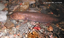 Dicamptodon copei