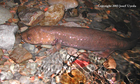 Dicamptodon copei