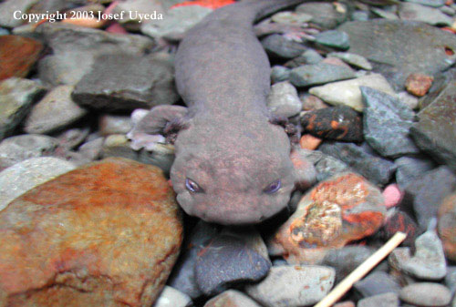 Dicamptodon copei headshot