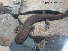 Dicamptodon copei