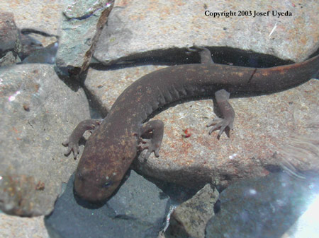 Dicamptodon copei