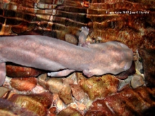 Dicamptodon copei