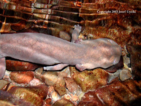 Dicamptodon copei