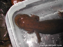 Dicamptodon copei