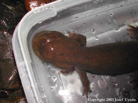 Dicamptodon copei