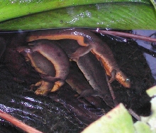 taricha granulosa