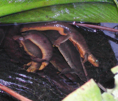 taricha granulosa