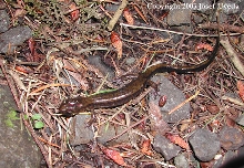 plethodon dunni