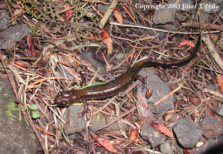 plethodon dunni