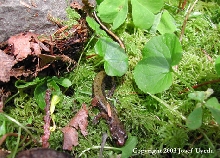 plethodon dunni