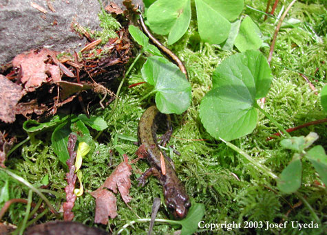 plethodon dunni