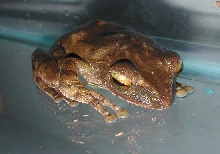 Rhacophorus species?