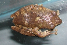 Rhacophorus sp?