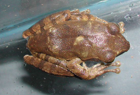 Rhacophorus sp?