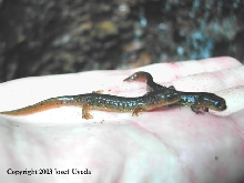 Rhyacotriton cascadae