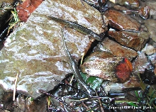 Rhyacotriton cascadae