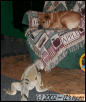 iZ's favorite game (part 1)