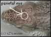 parietal eye