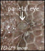 parietal eye