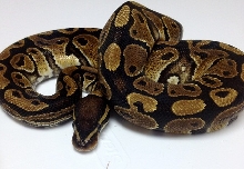 2011 Male Harlequin 354G