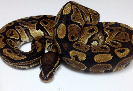 2011 Male Harlequin 354G