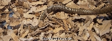 Platyceps florulentus