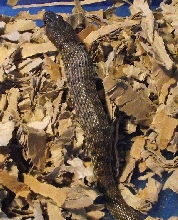 Male Platyceps florulentusor