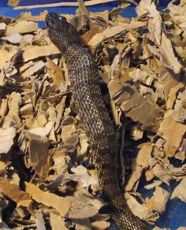 Male Platyceps florulentusor
