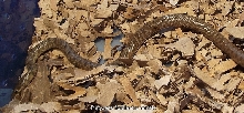 Female Platyceps florulentus