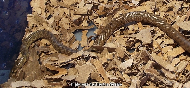 Female Platyceps florulentus