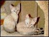 Minka and Sasha get ready for a nap.