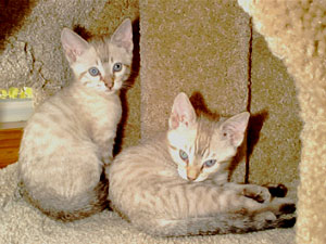 Minka and Sasha get ready for a nap.
