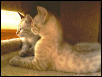 Minka and Sasha look out the window of their kitty condo.