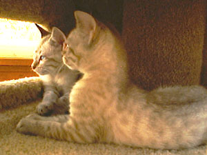 Minka and Sasha look out the window of their kitty condo.
