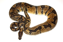 Enchi het pied
