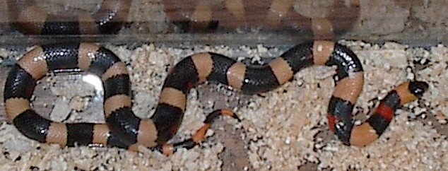 Awesome Apricot Pueblan Milksnake