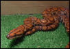 Orange Brazilian Rainbow Boa