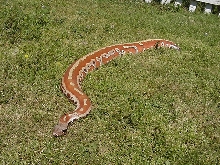 Male striped red blood