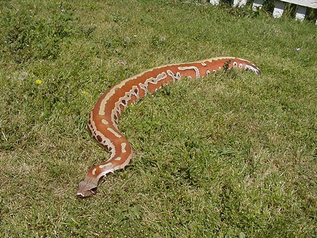 Male striped red blood