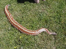 01' male striped red blood