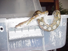 50% sd retic 100% het