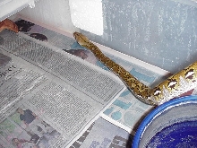 50% sd retic