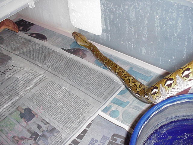 50% sd retic